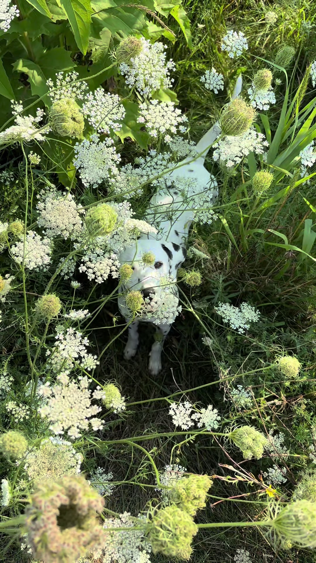 @Nevada the Dalmatian