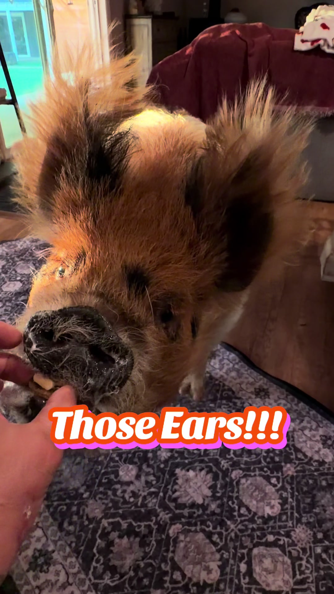 @Pig Luv Co
