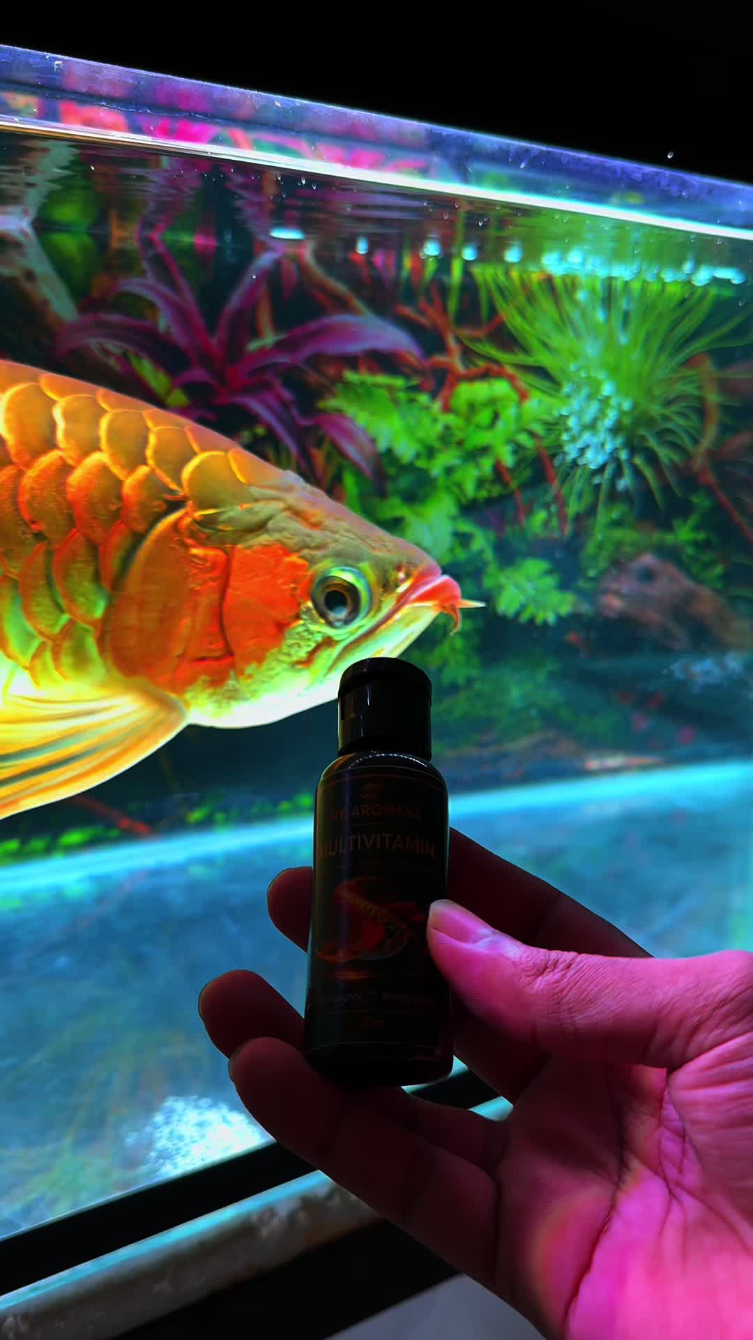 @MK AROWANA SPECIALIST