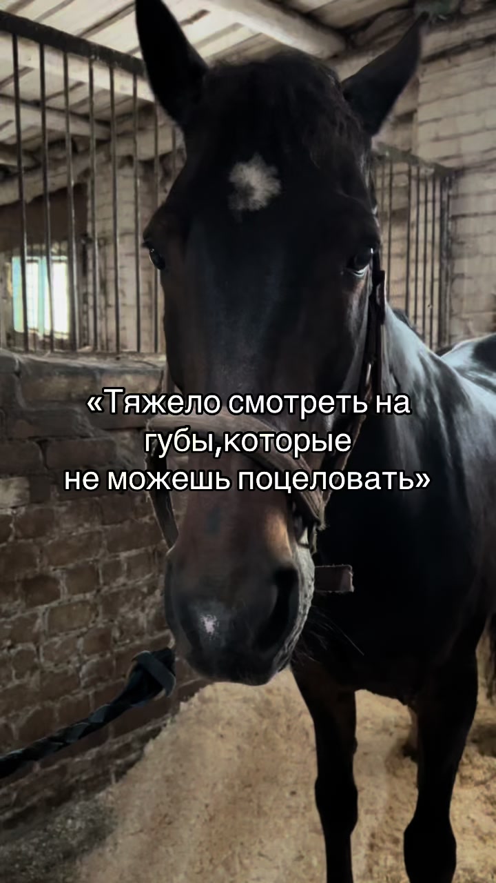 @Ли🐴