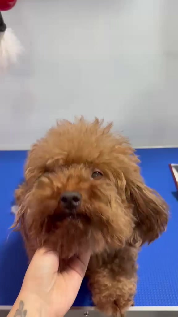 @Vdb petshop