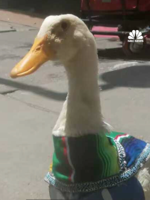 @nbcnews