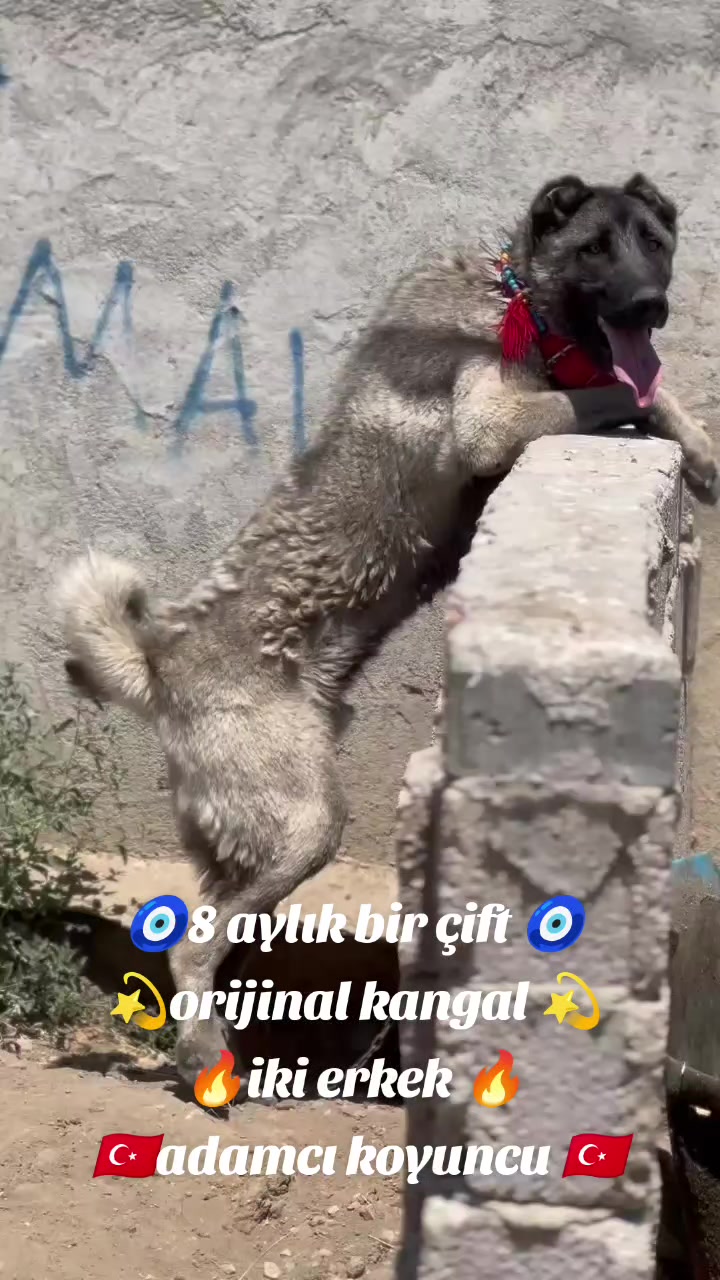 @Tekin Ersöz