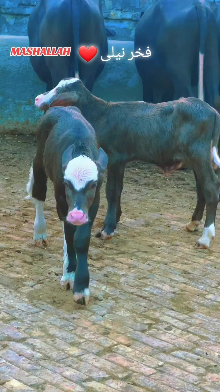 @GUJJAR DAIRY FARM