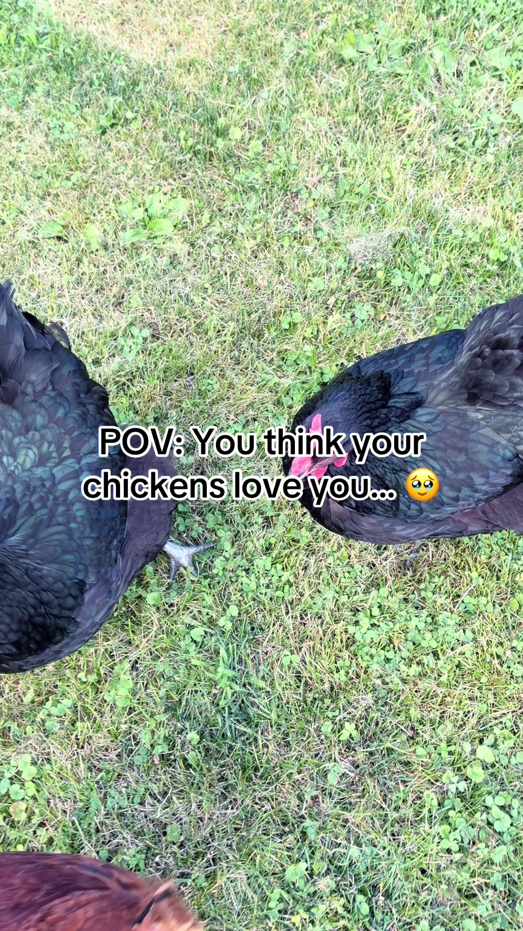 @Resistance Homesteaders