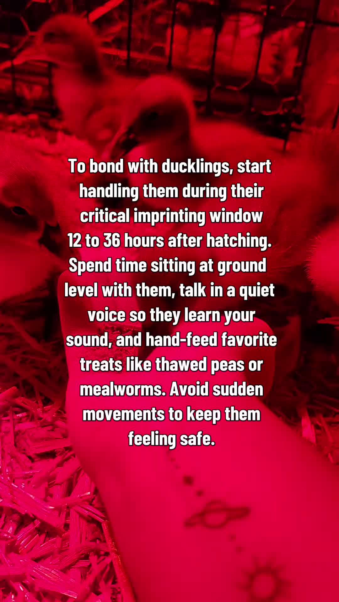 @Skeletonsonbeaverpond❌️🦆☠️