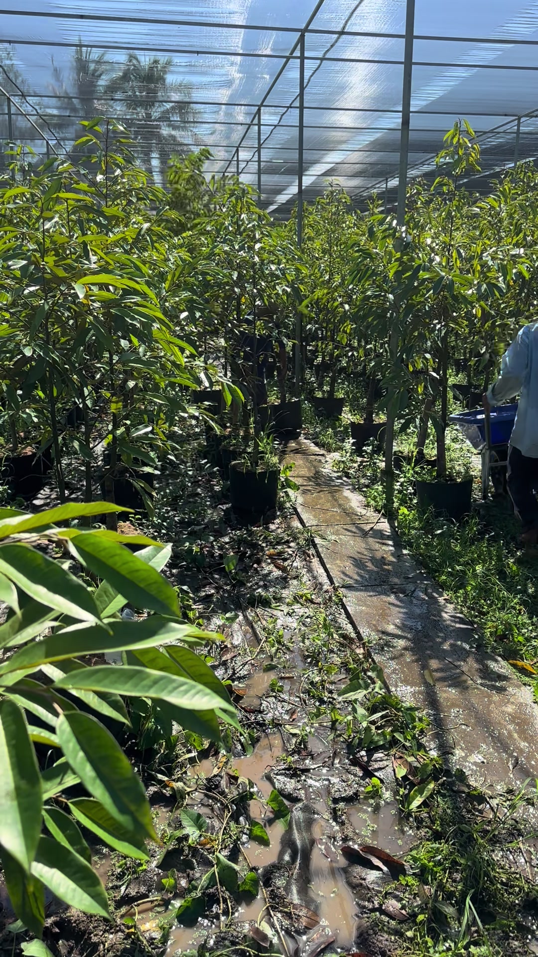 @H&ugrave;ng Chương STCG Welofarm