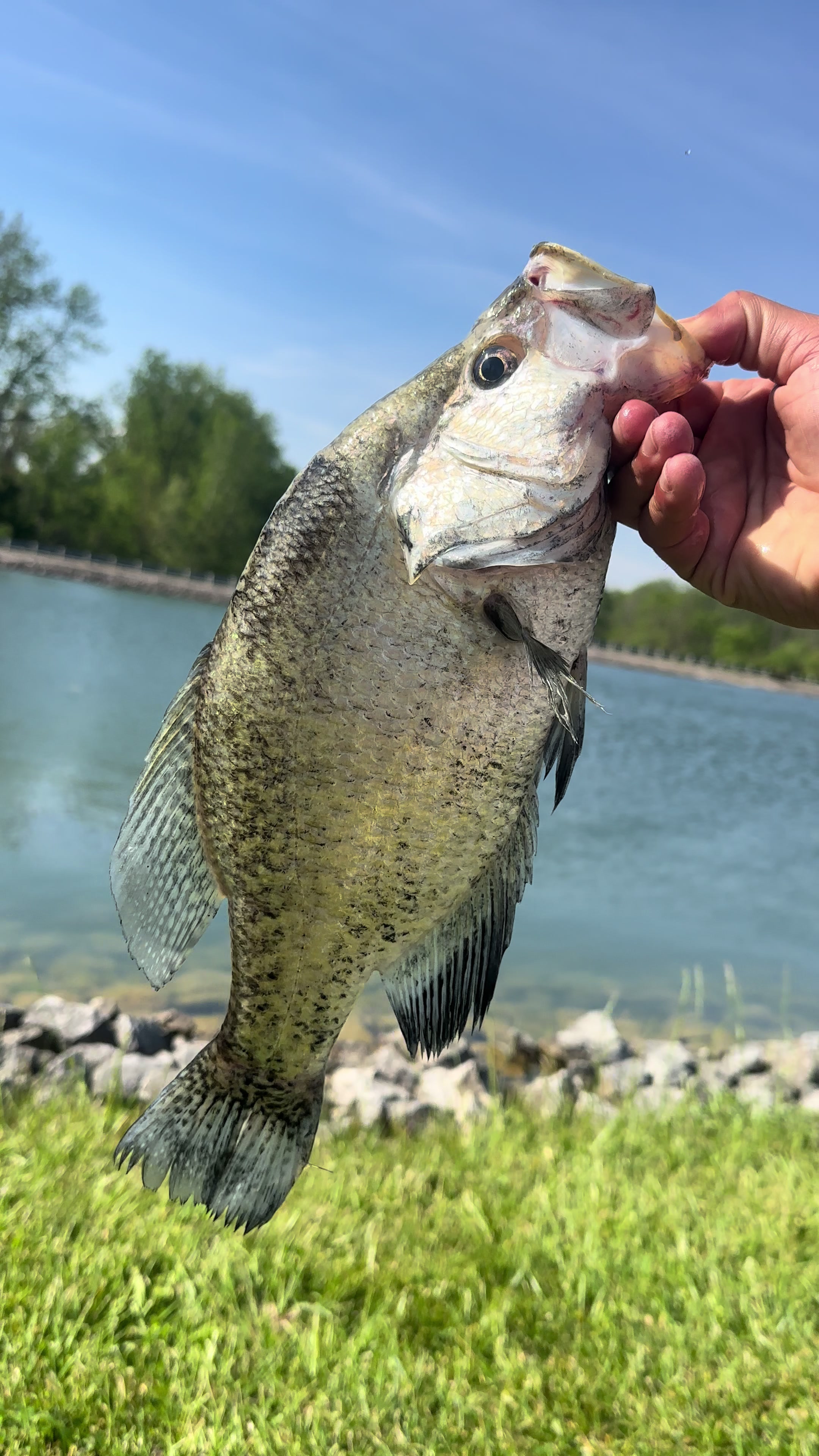 @BigBassFish