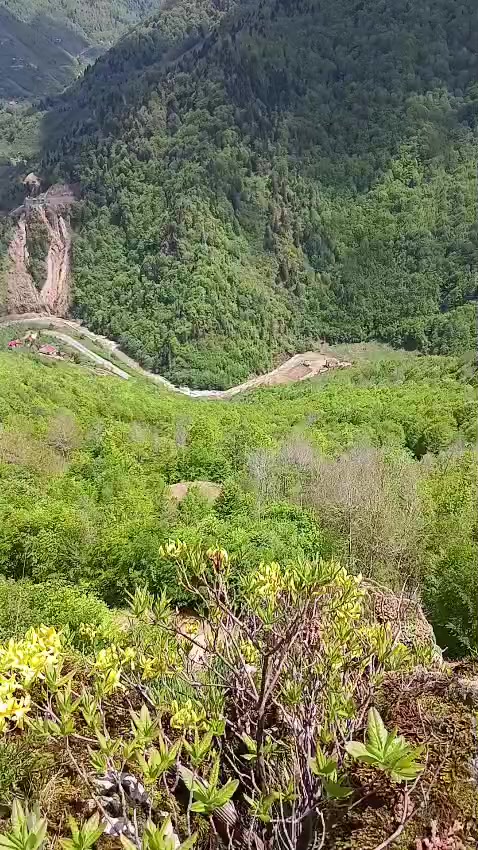 @meşüre memiş