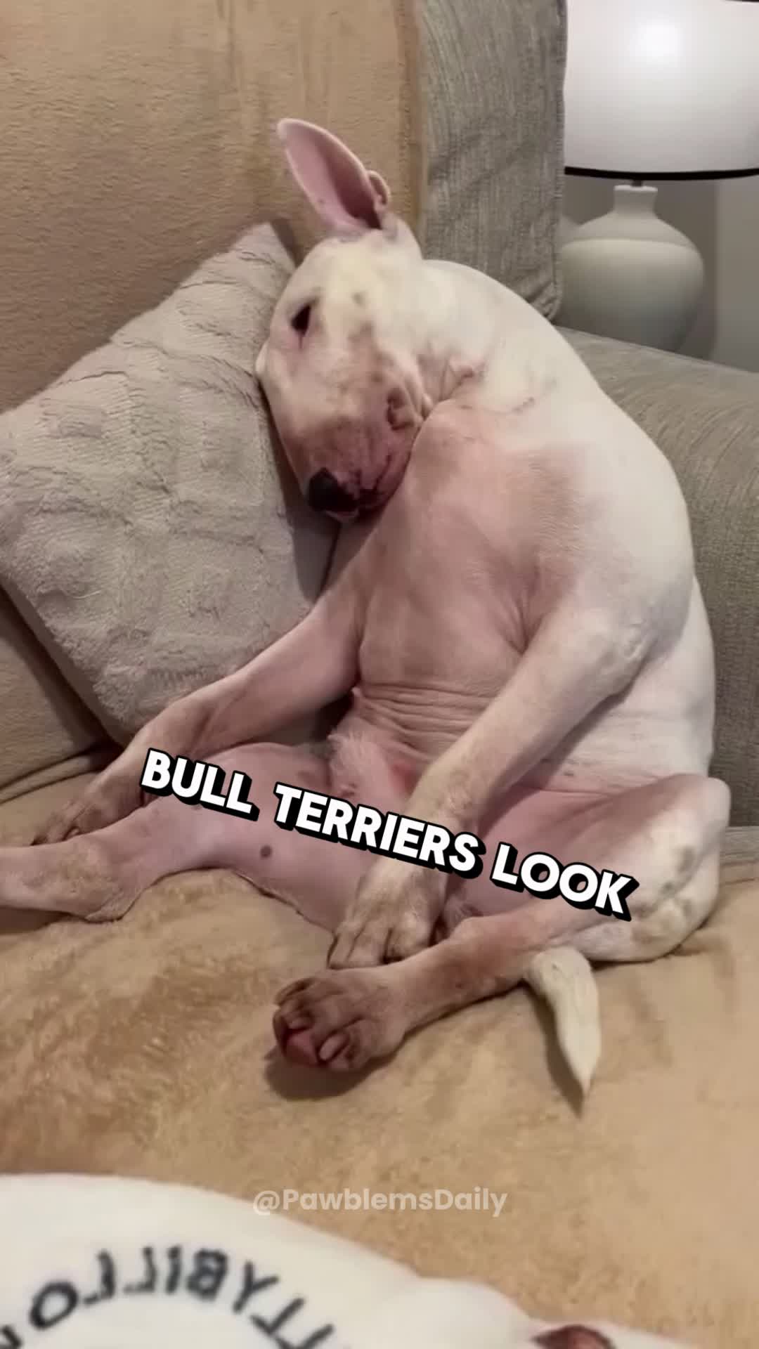 @PawblemsDaily