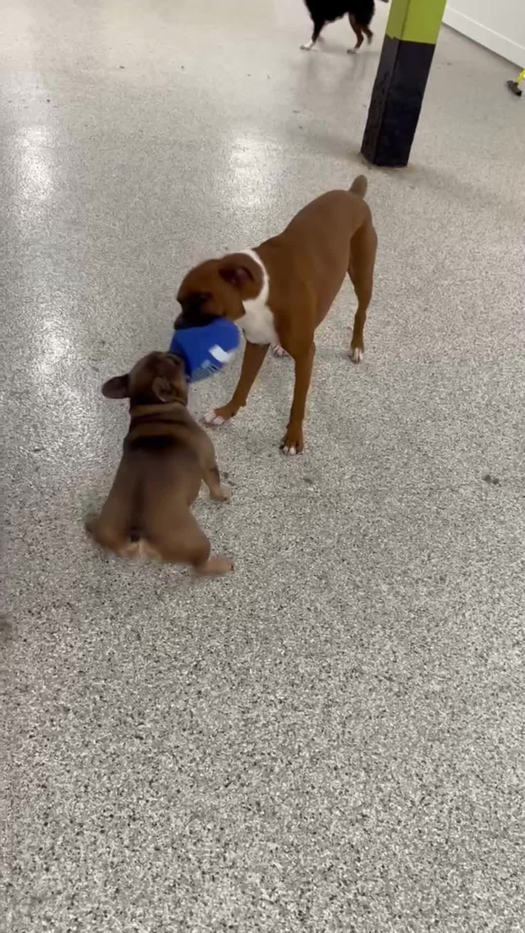 @Clyde the Boxermix