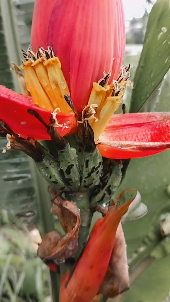 @himalaale60