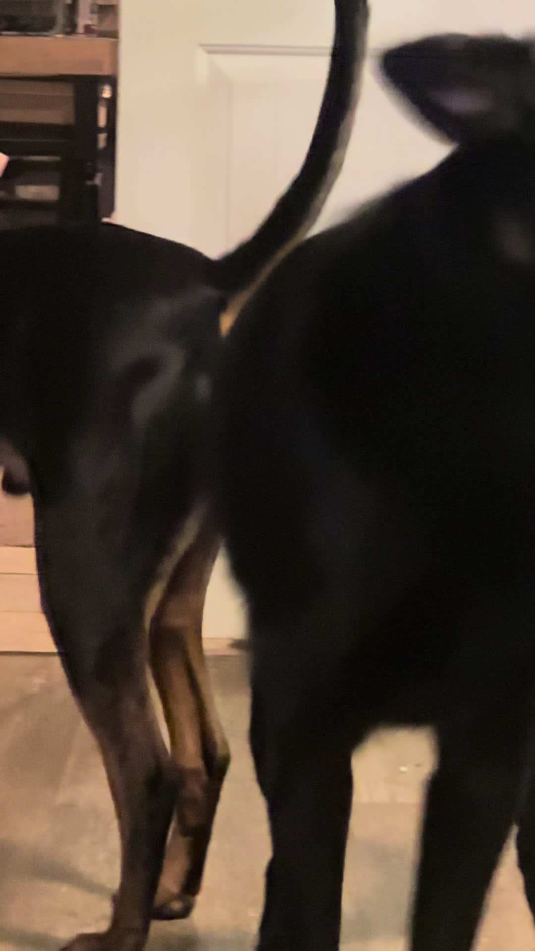 @Kobe and Remi the rescues