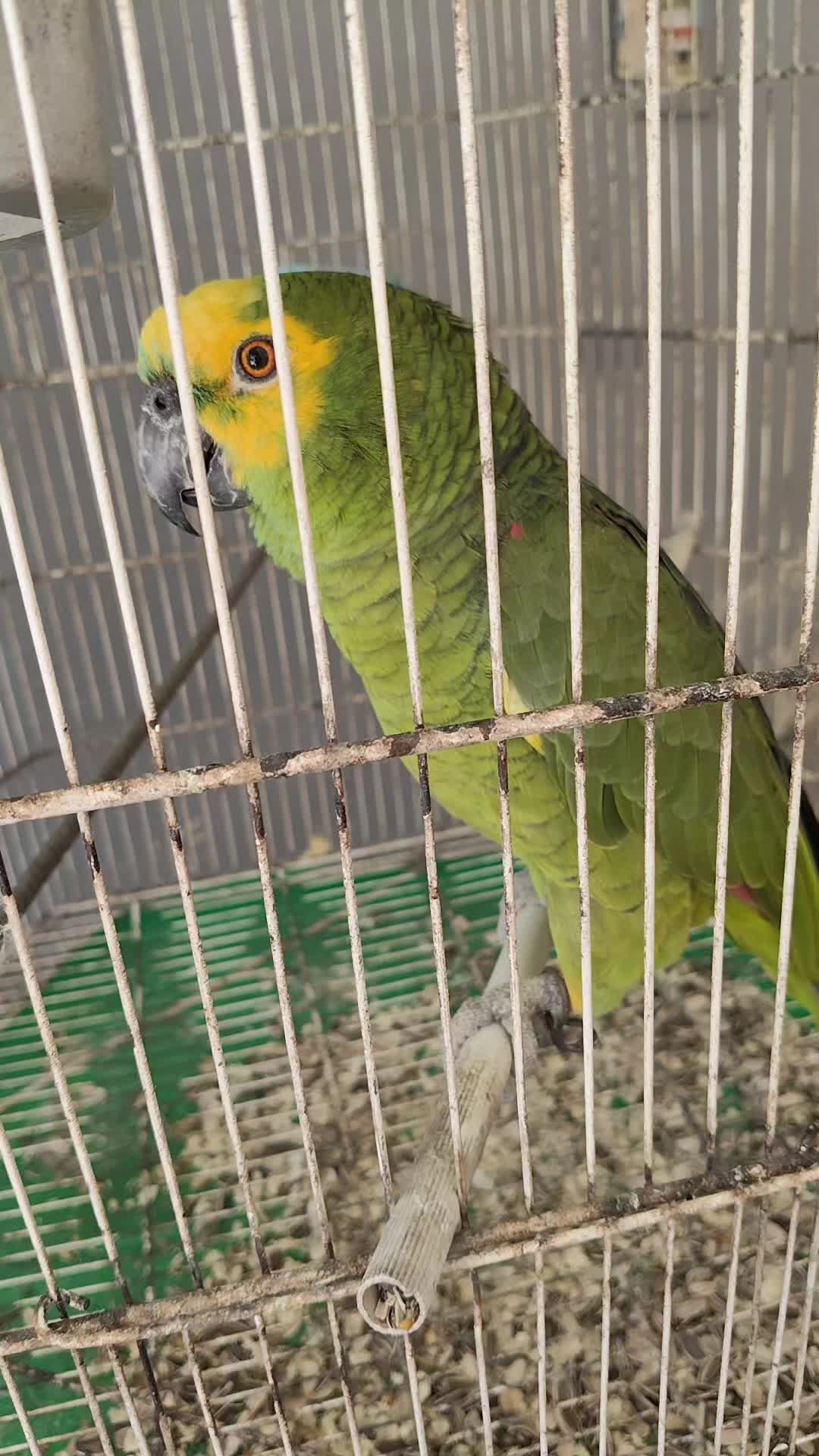 @gustavo barreto
