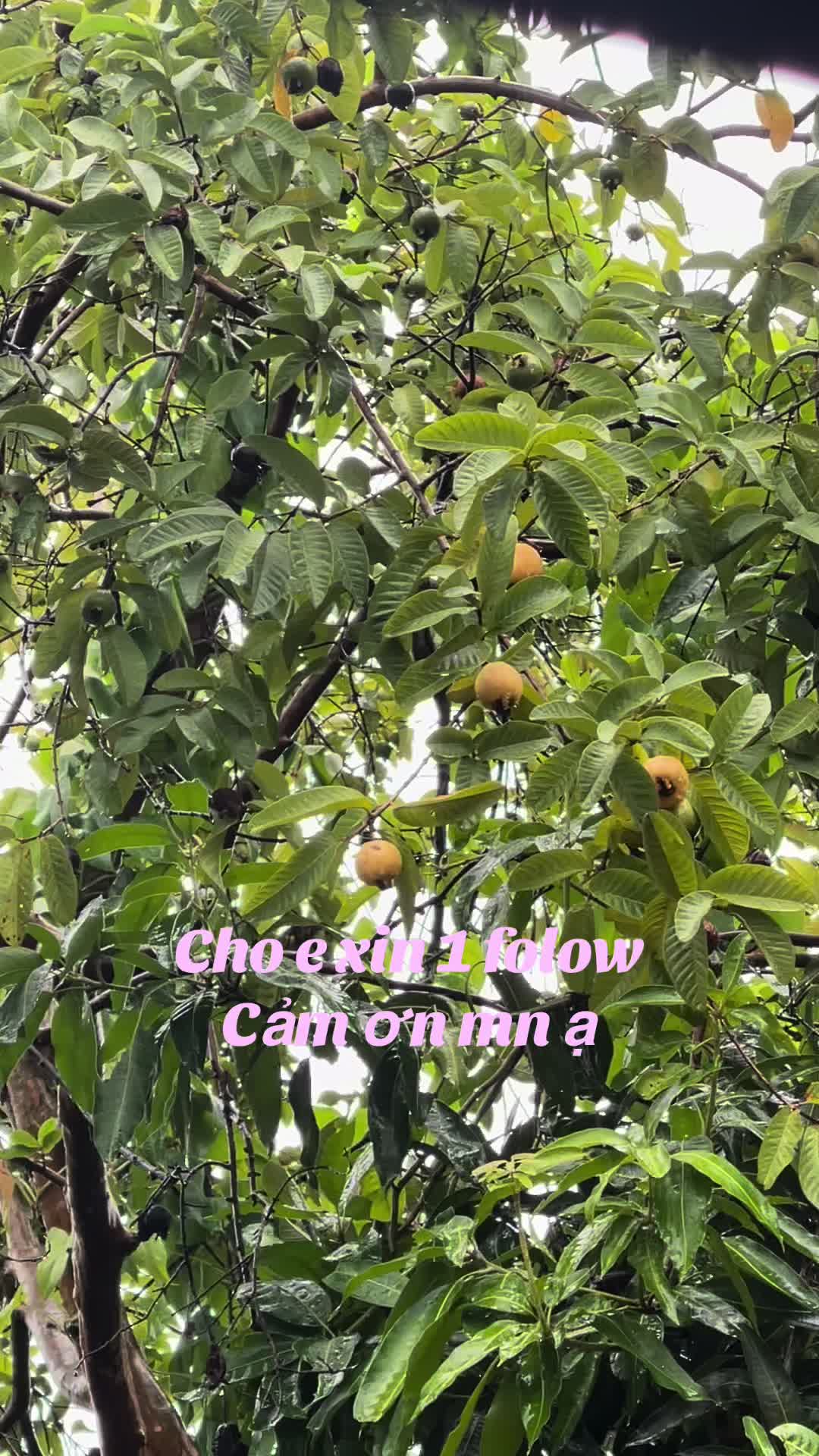 @Ch&eacute;o fl uy t&iacute;n