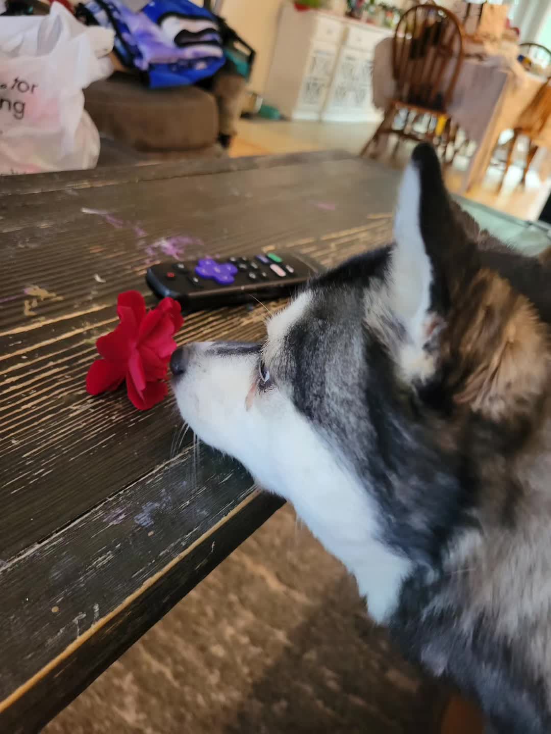 @Hersheytheminihusky