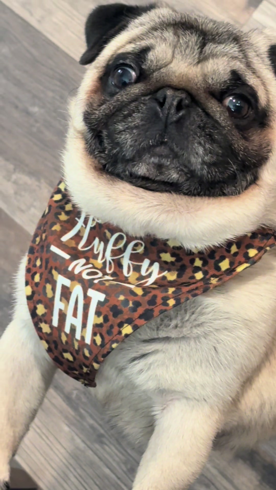 @Rocki the Pug 🐶