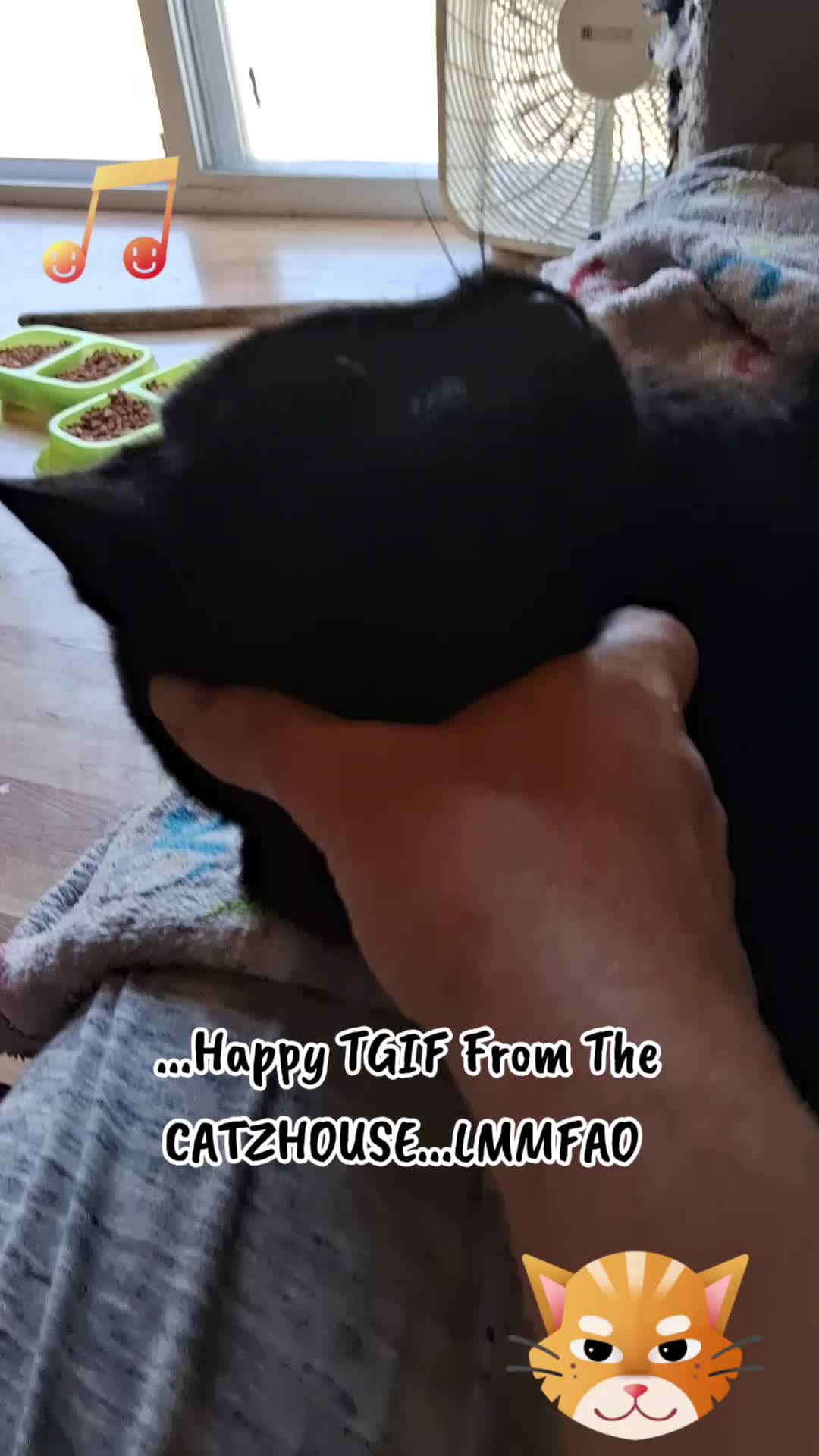 @Booh Hovey crazycatlady3