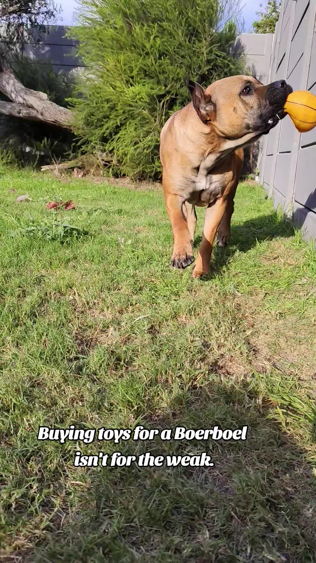 @Mishatheboerboel