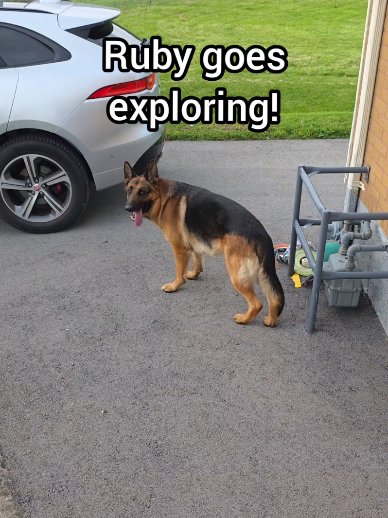 @BuddyandMikes Pal