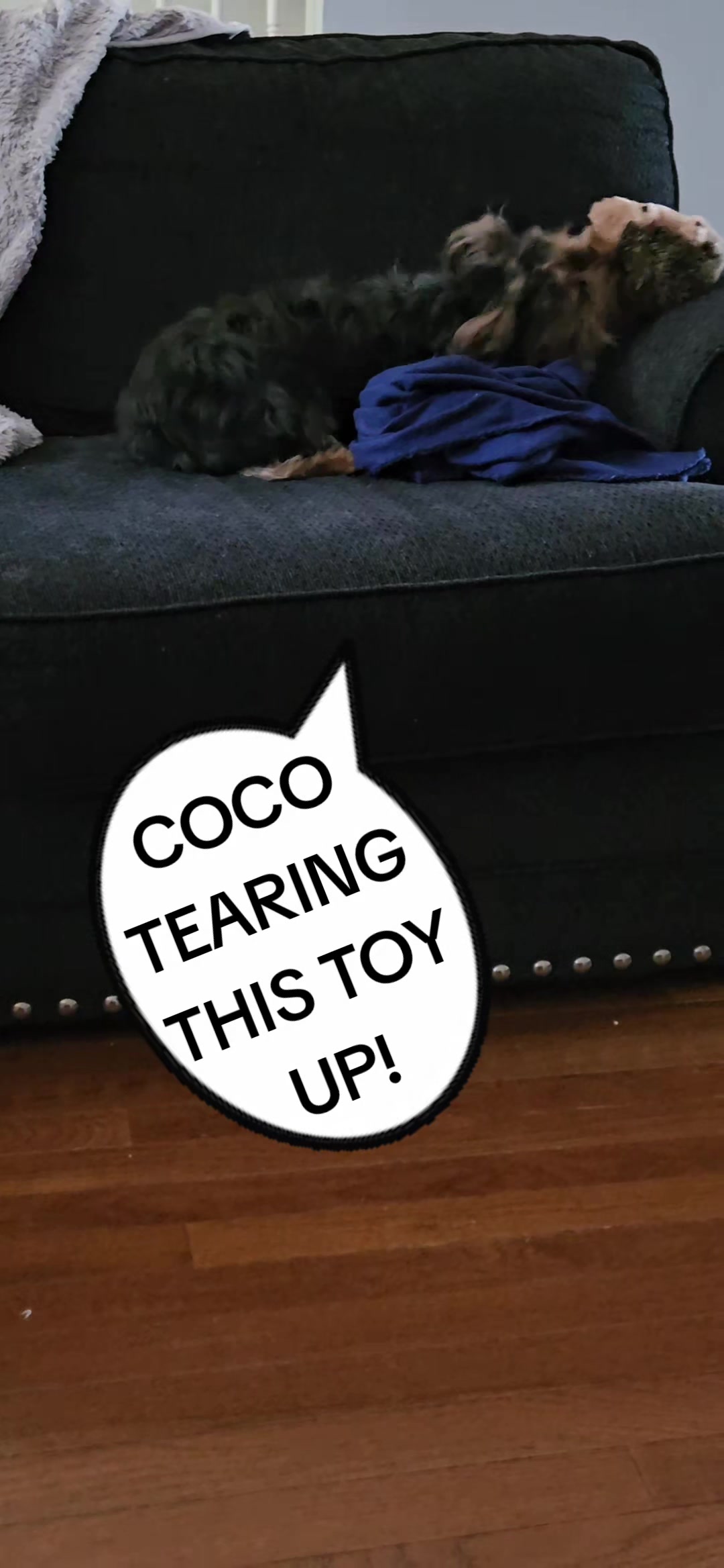 @Prince Loves CoCo