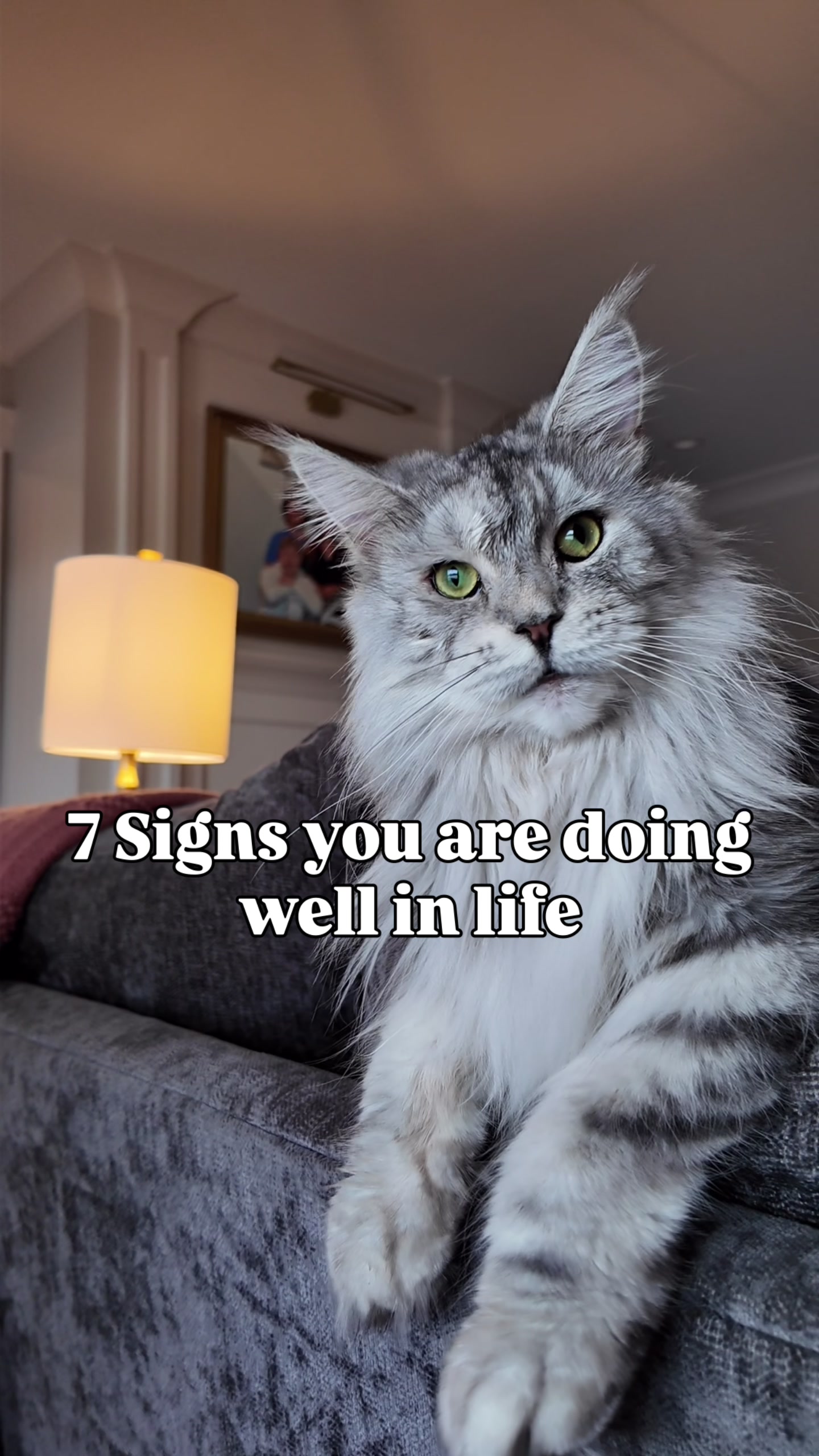 @Winnie: Maine Coon Kitty