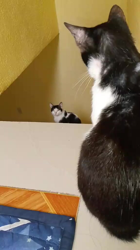 @sny meow🐈