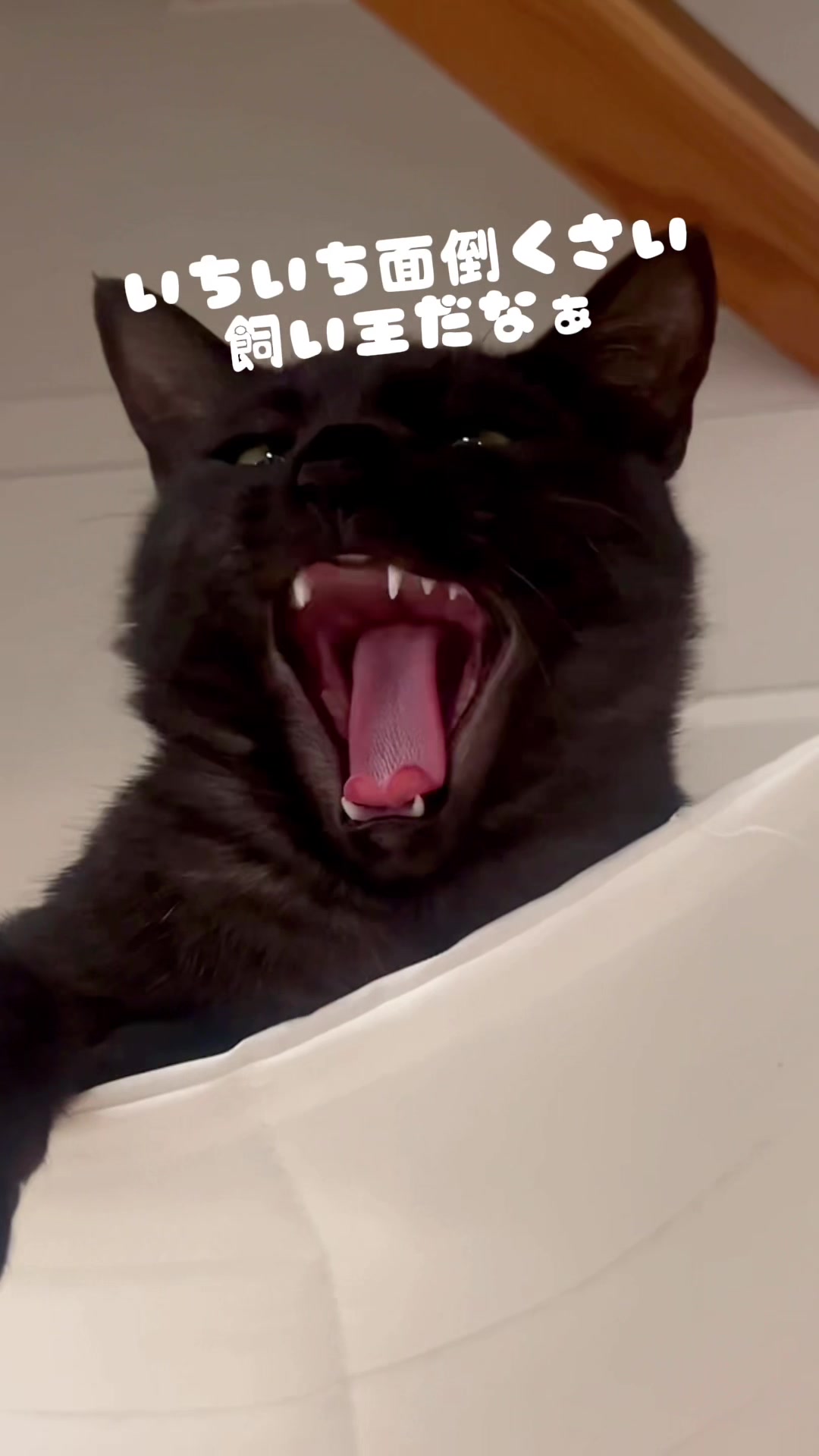 @飼い主とネコたち