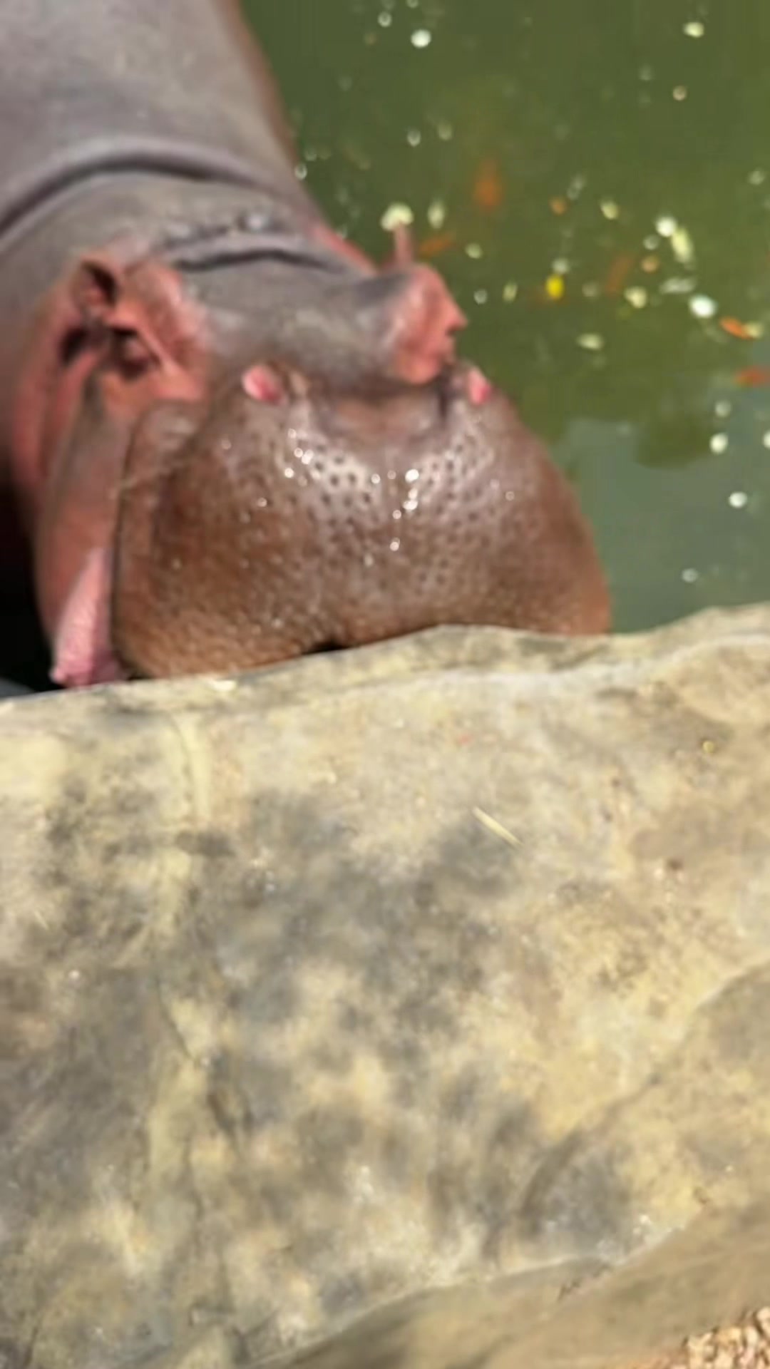 @Hippo