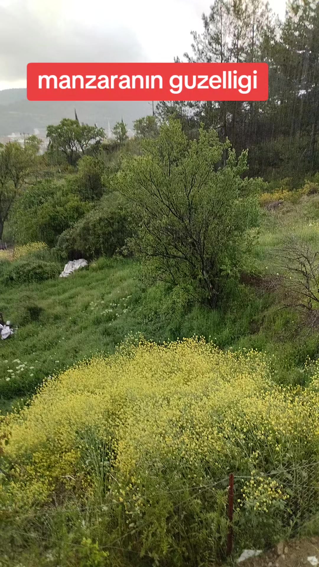 @☺️Farmasi Cemile damgacı🐟