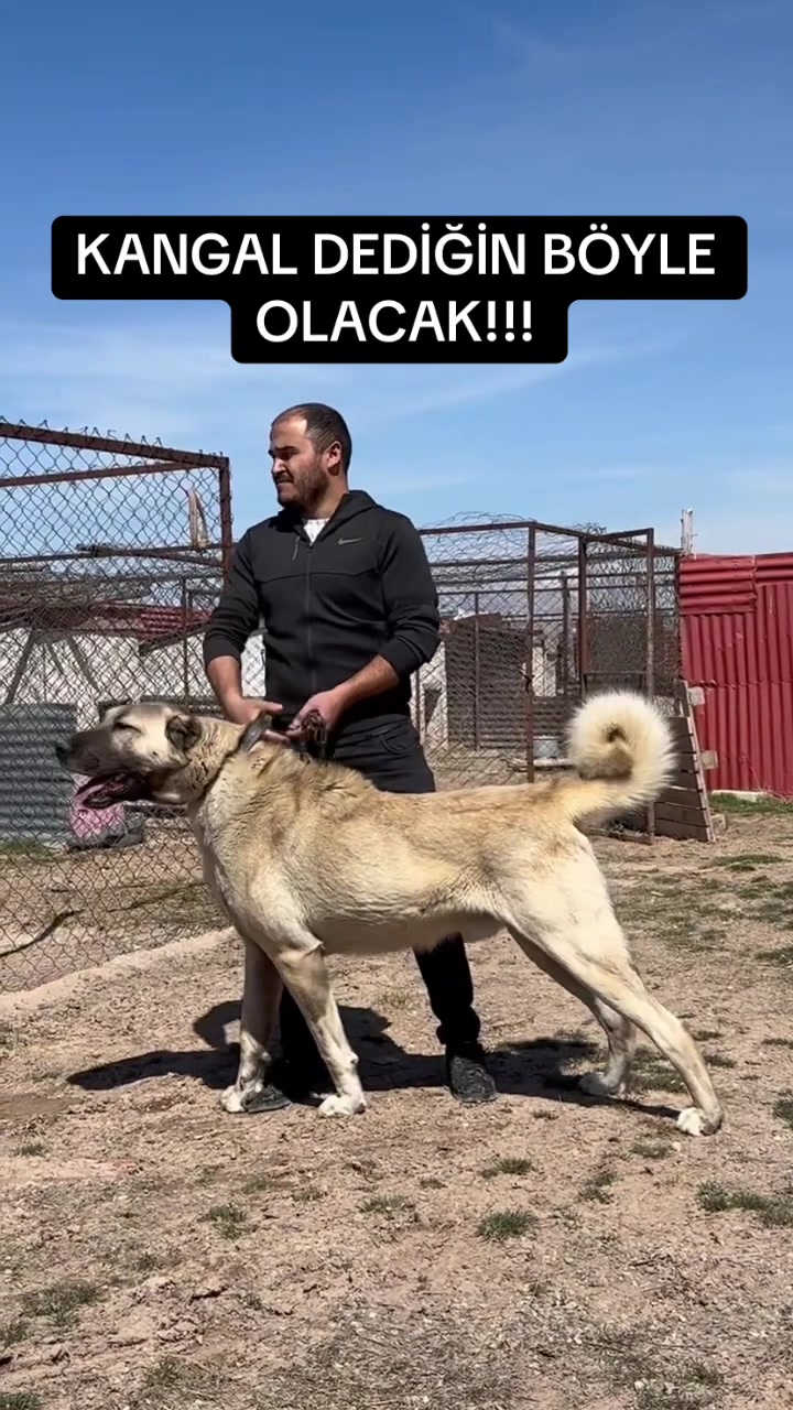 @ANADOLU ASLANLARI🐶🇹🇷
