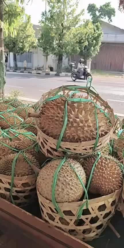 @Kenzhi Durian Tuban