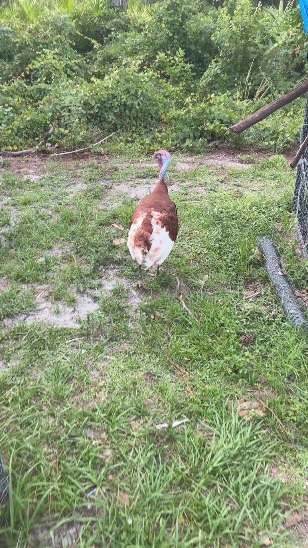 @The_chicken_man