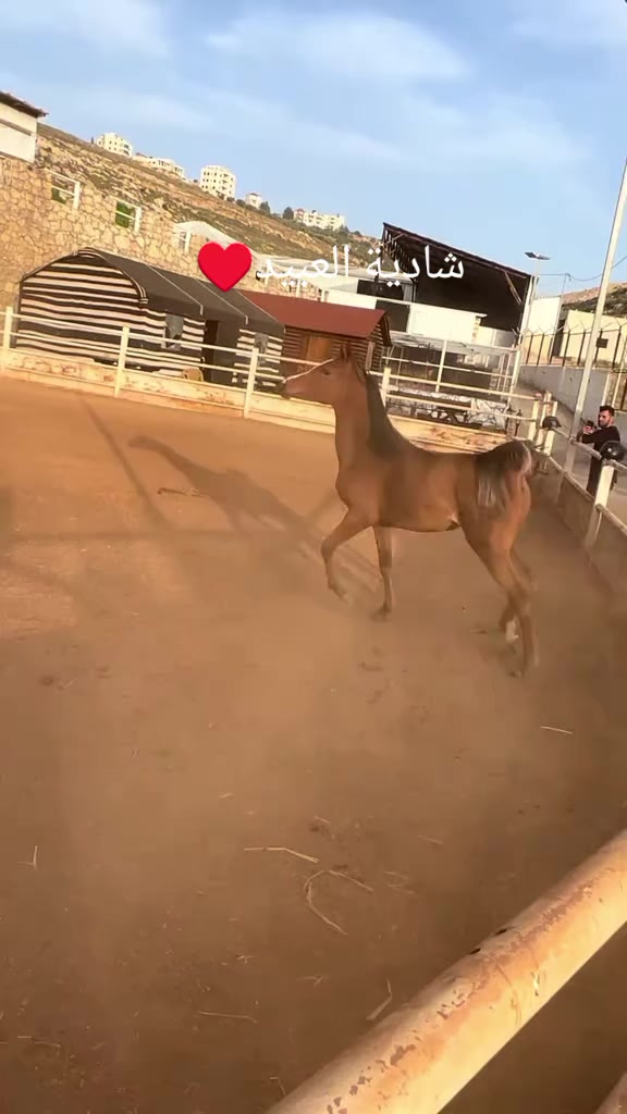 @LOAI ISSA✓🖤