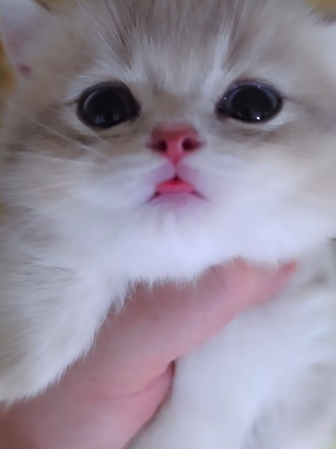 @Chonky World Of Cats