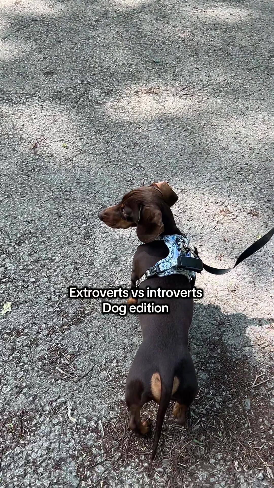 @sir_reggiethesausage