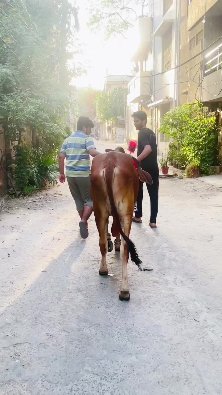 @Saad Malik