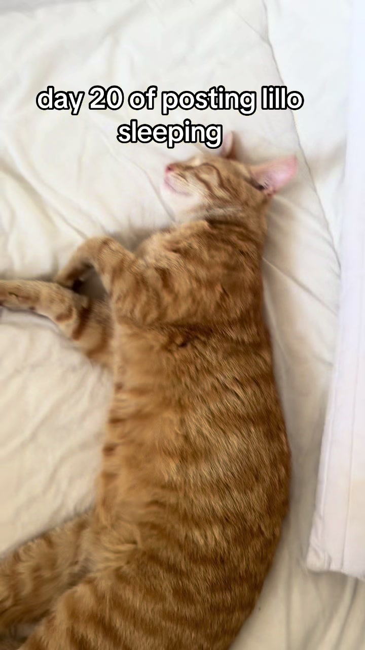 @lillo🐱🐈🐾