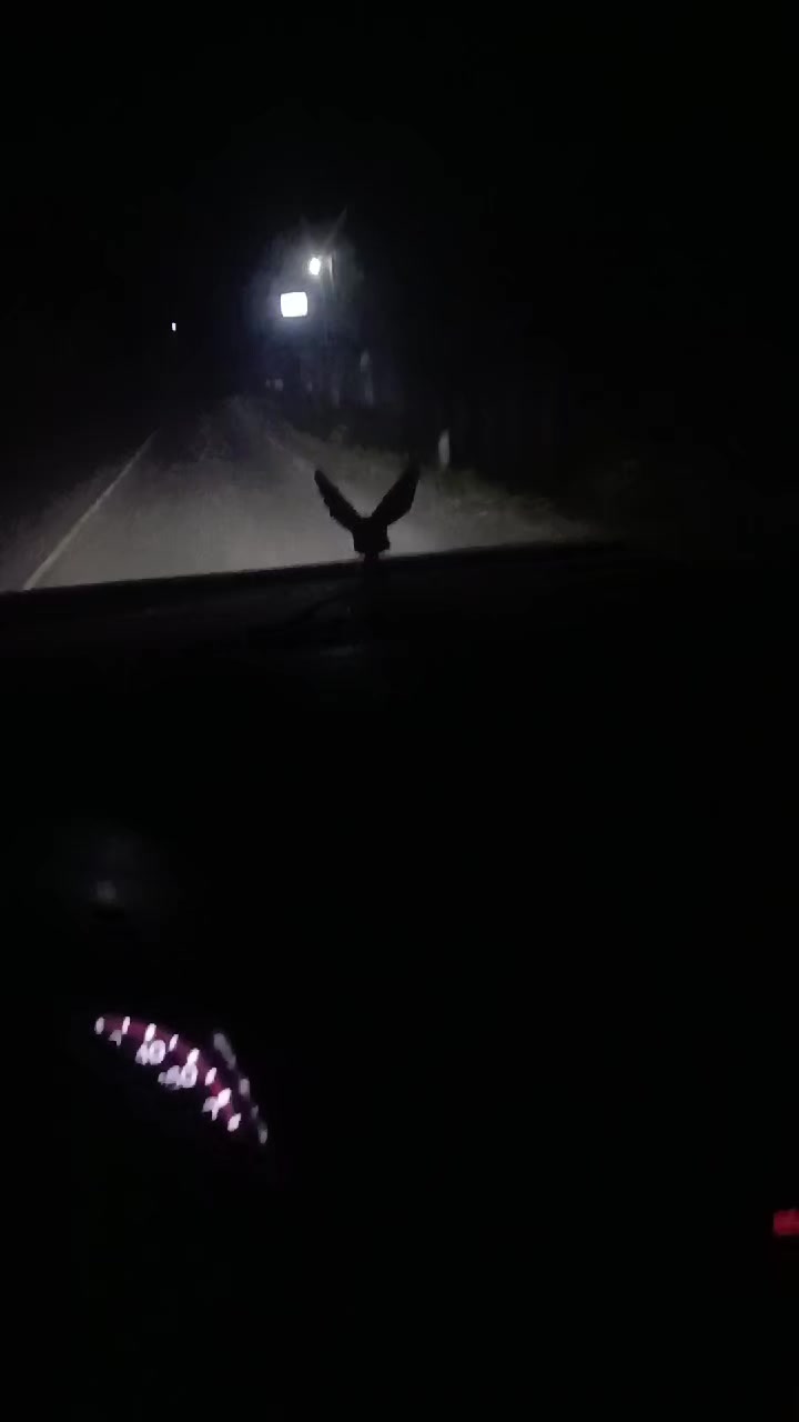@el gallo 502