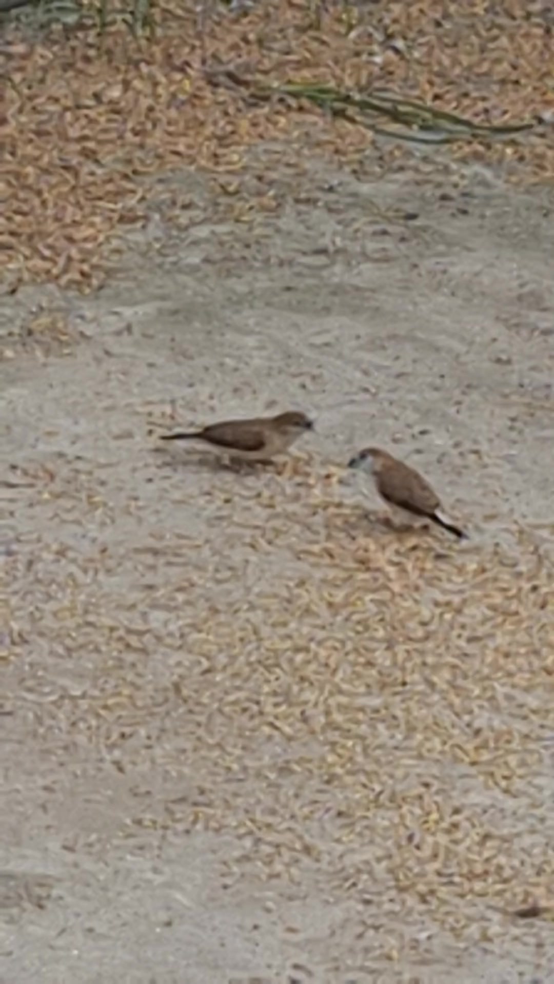 @ROYAL BIRD US