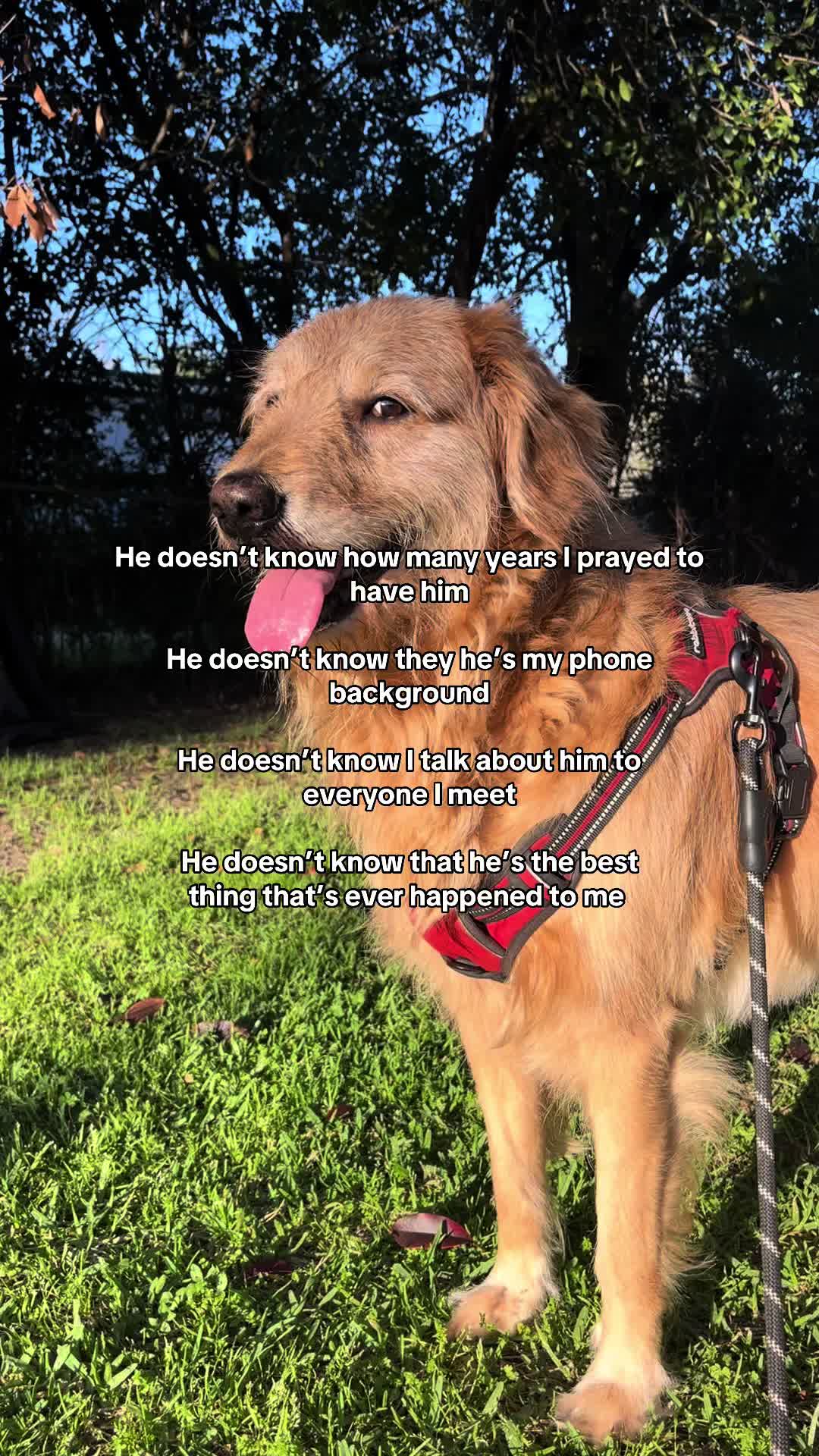 @Leo the Doodle