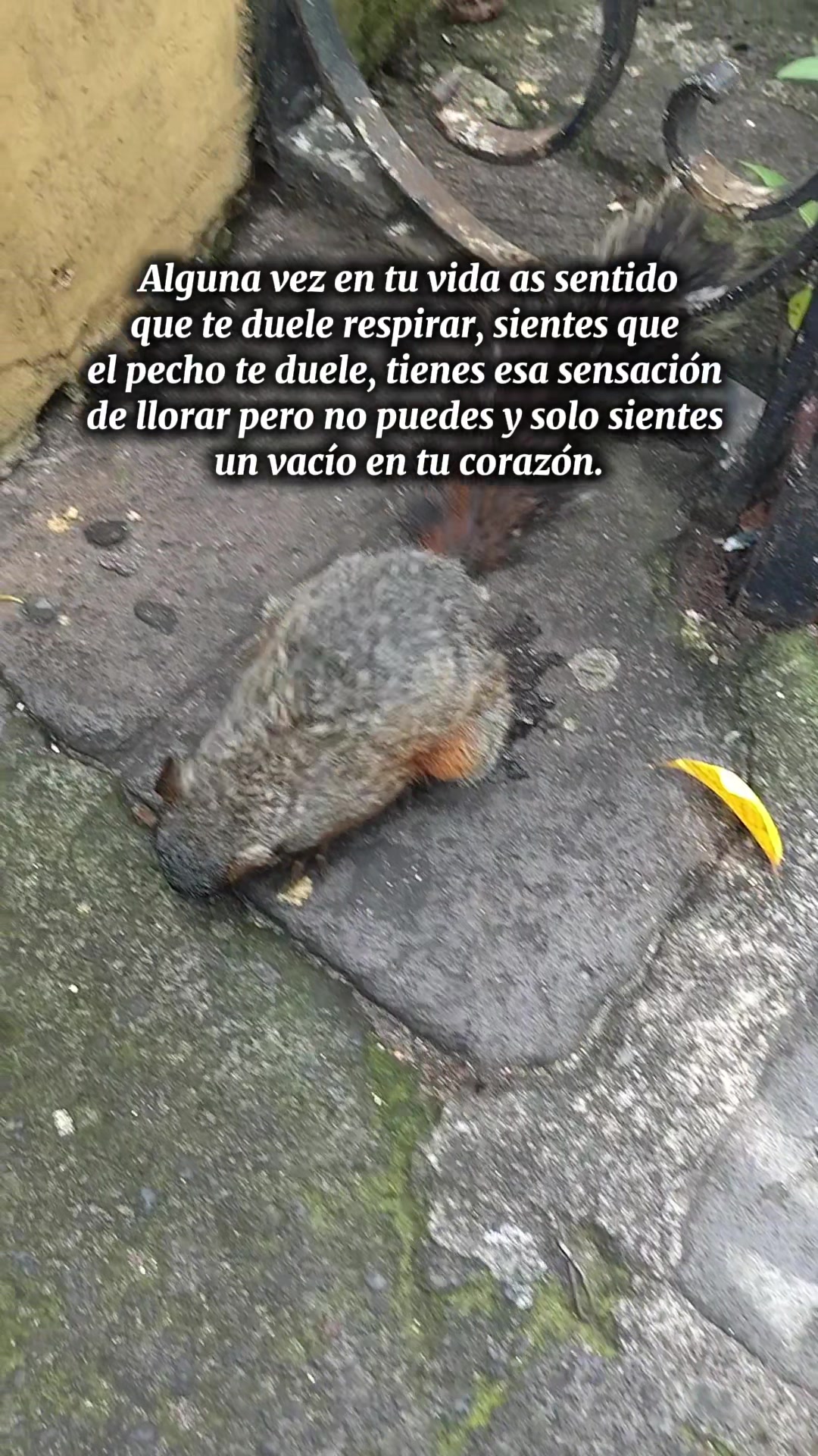@.🤗 𝕮𝖎𝖗𝖔 𝕬.𝕽𝖊𝖞𝖊𝖘