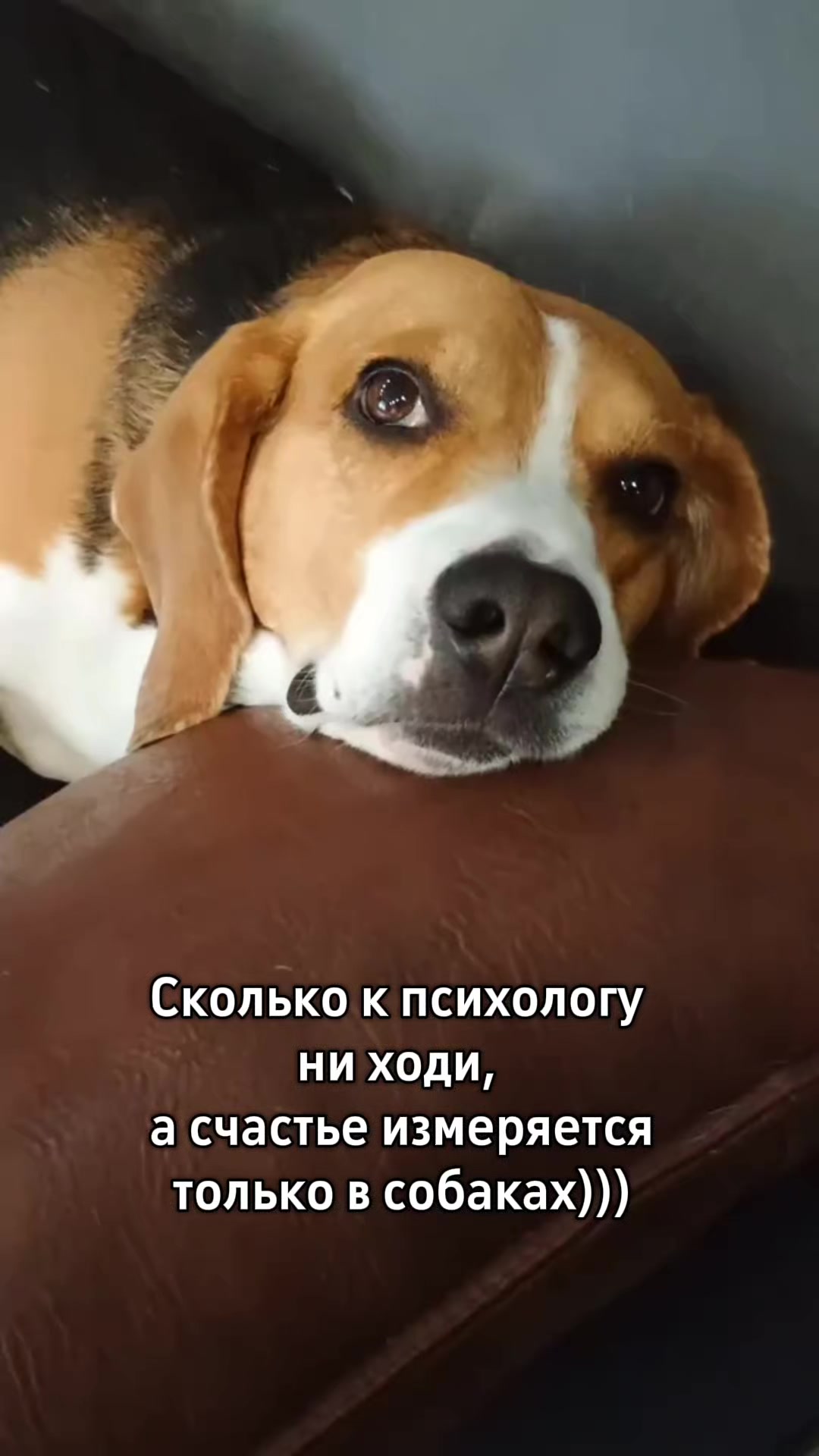 @Бигль Сэм и его семья.