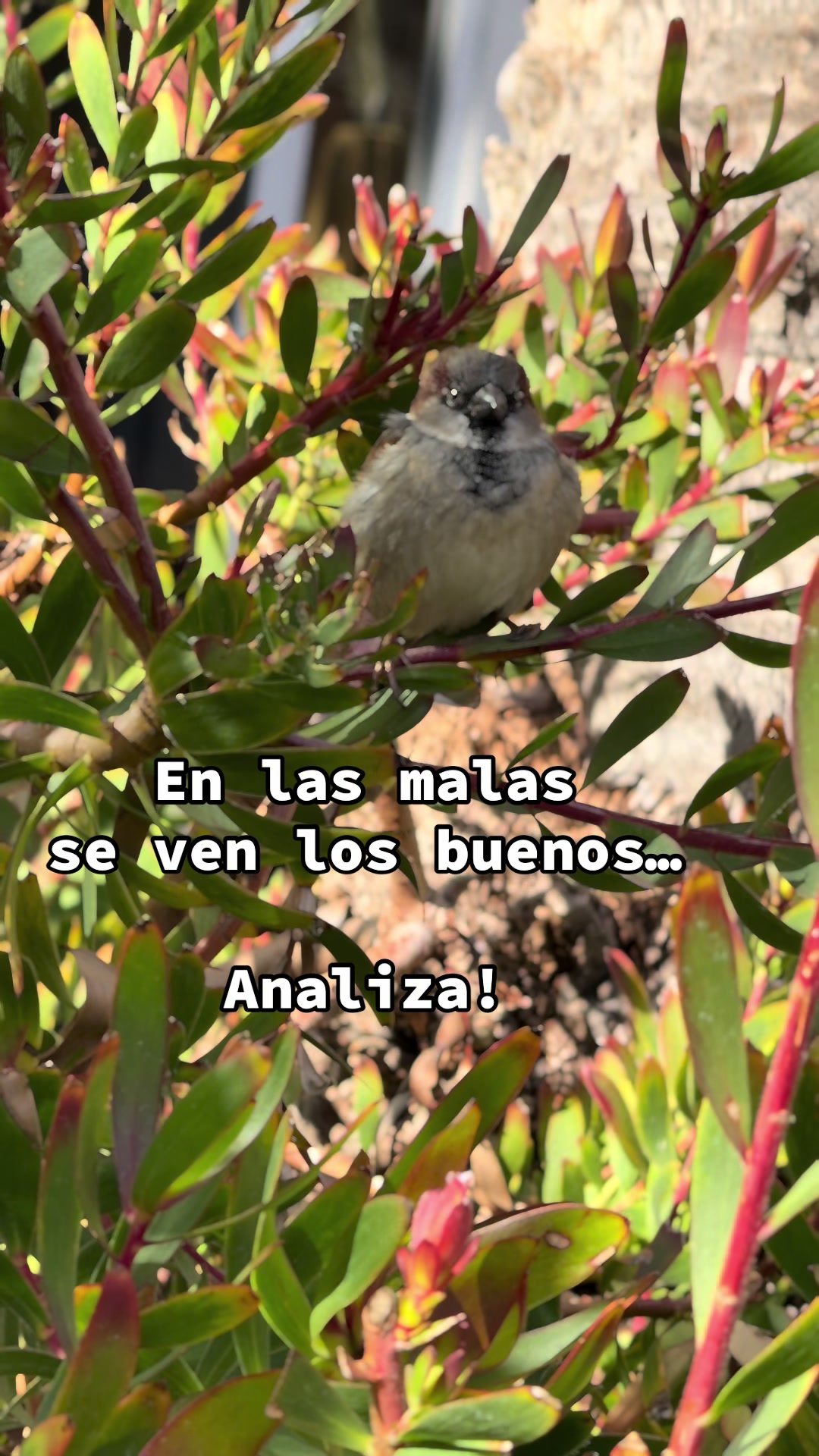 @Alepg