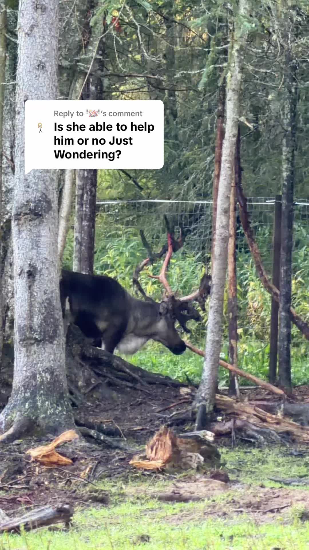 @ShyReindeerGirl
