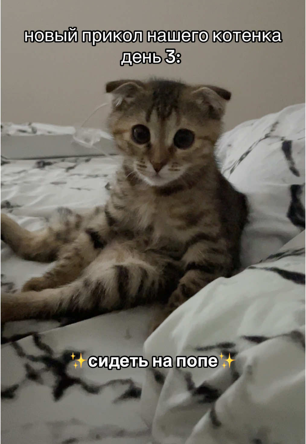 @kotik_unaa