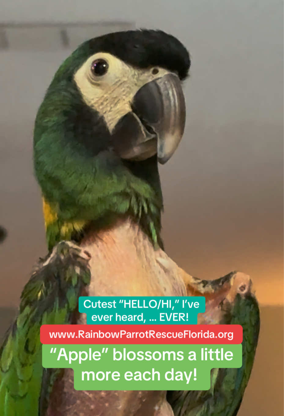 @RainbowParrotRescueFlorida