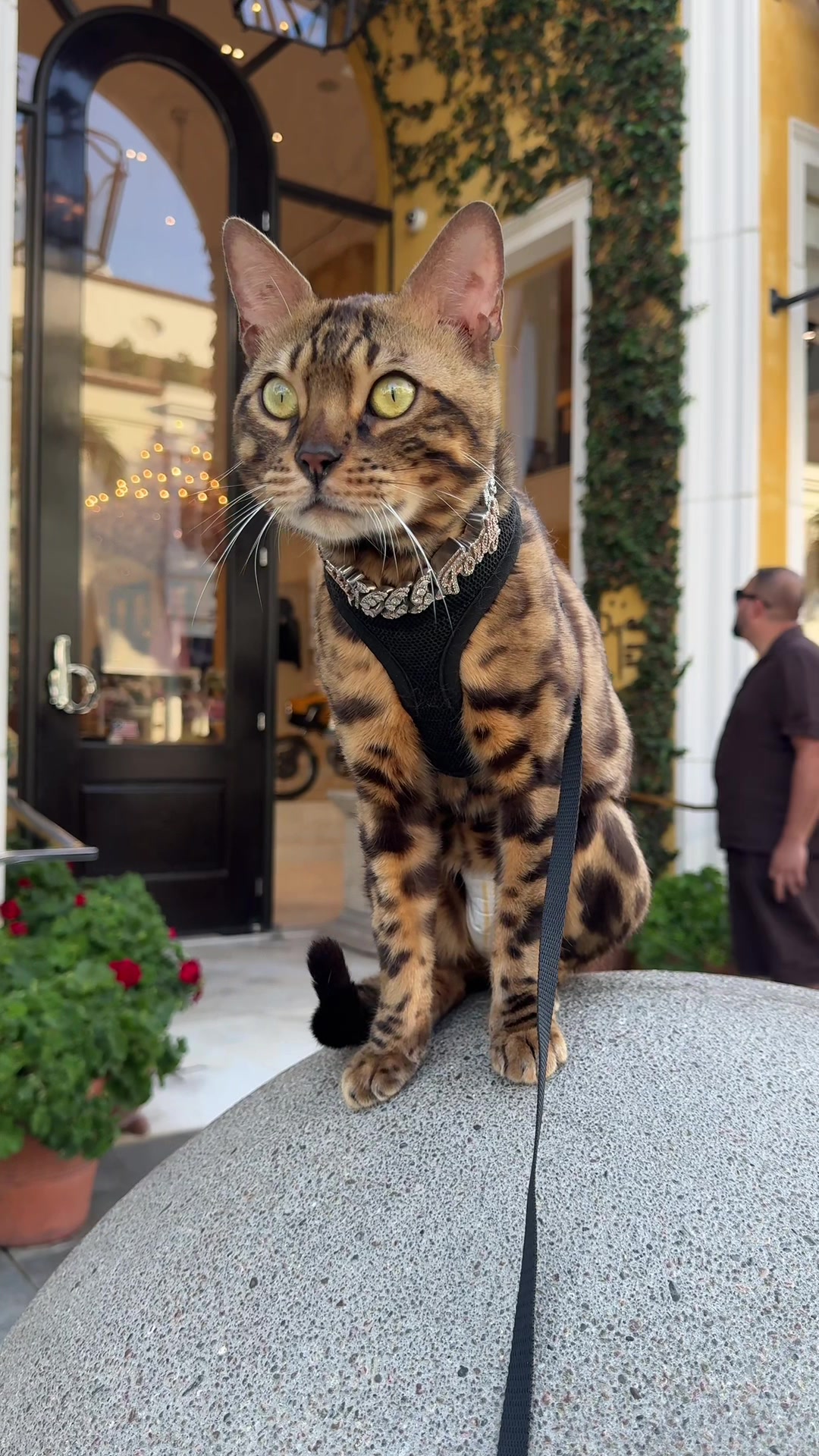 @Bengal Cats