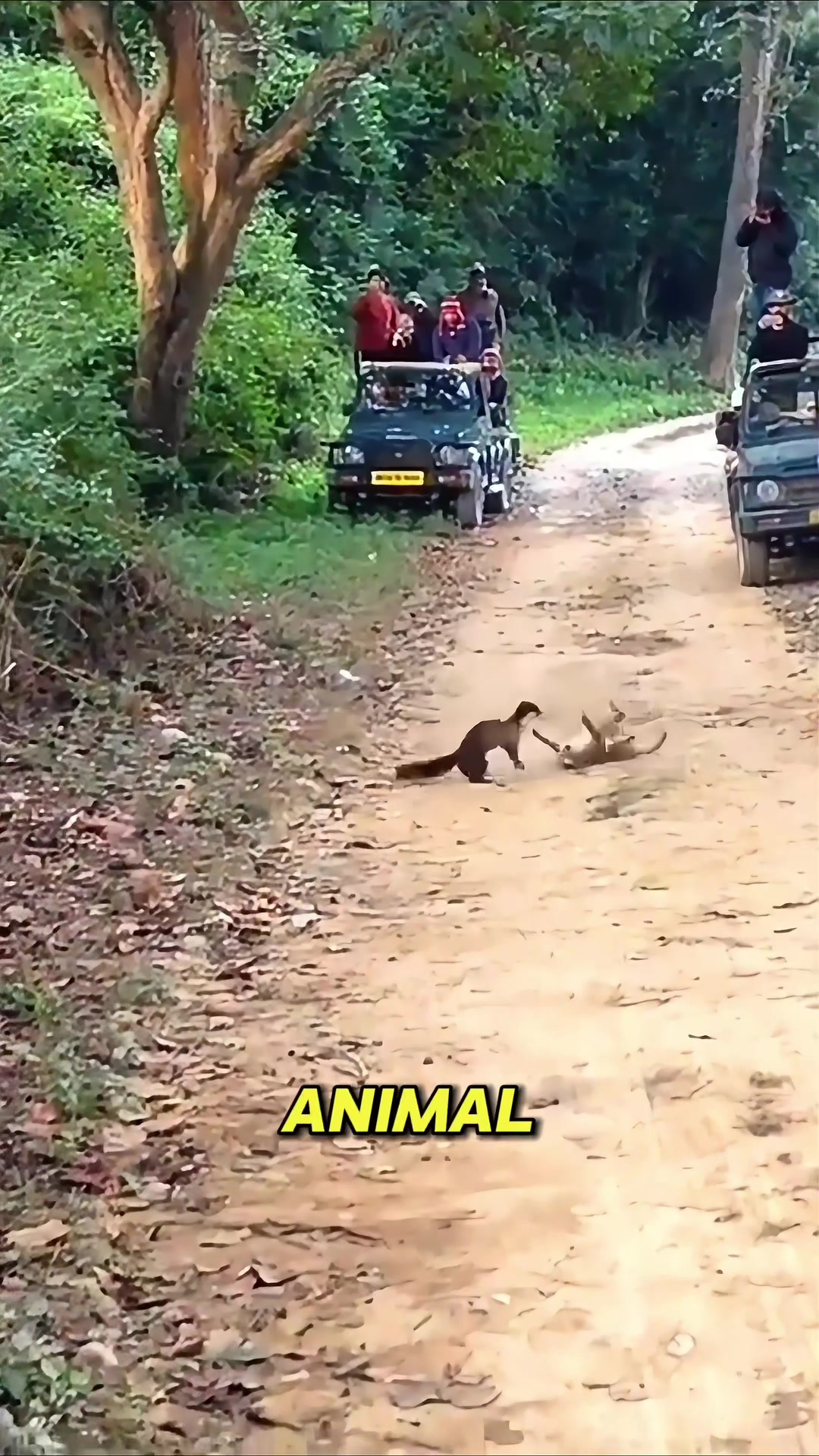 @Animal story