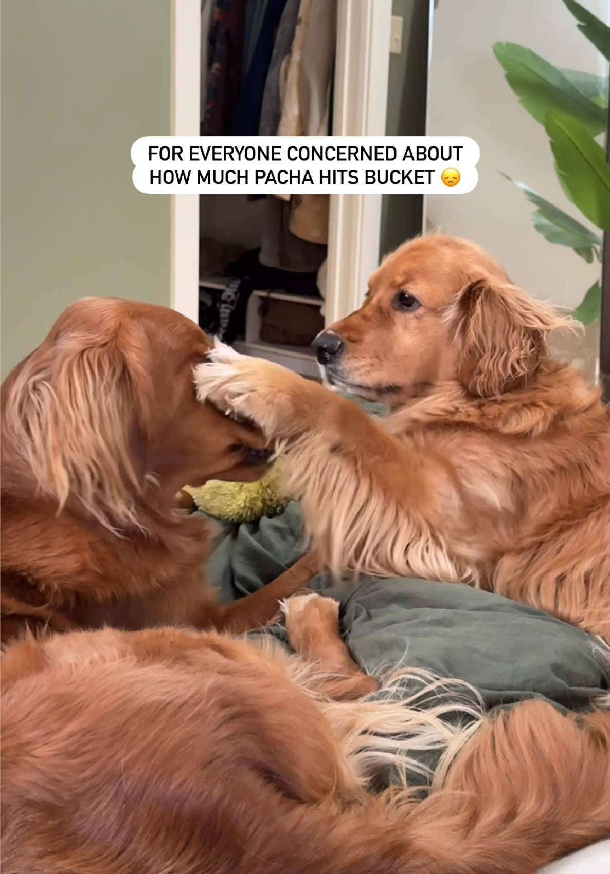 @Pacha and Bucket the Goldens